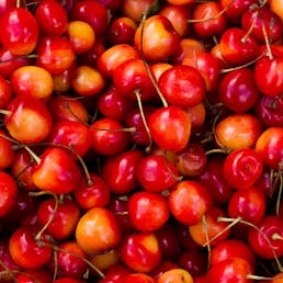 Light Sweet Michigan "Napoleon" Cherries - 3 lbs