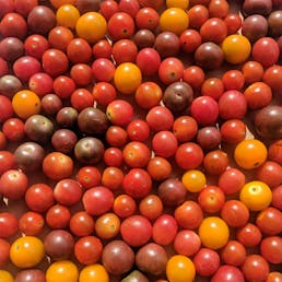 Red Heirloom Tomato Variety Pack - 3 lbs.
