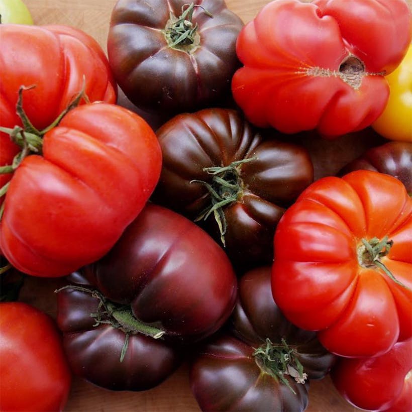 Red Heirloom Tomato Variety Pack - 3 lbs.