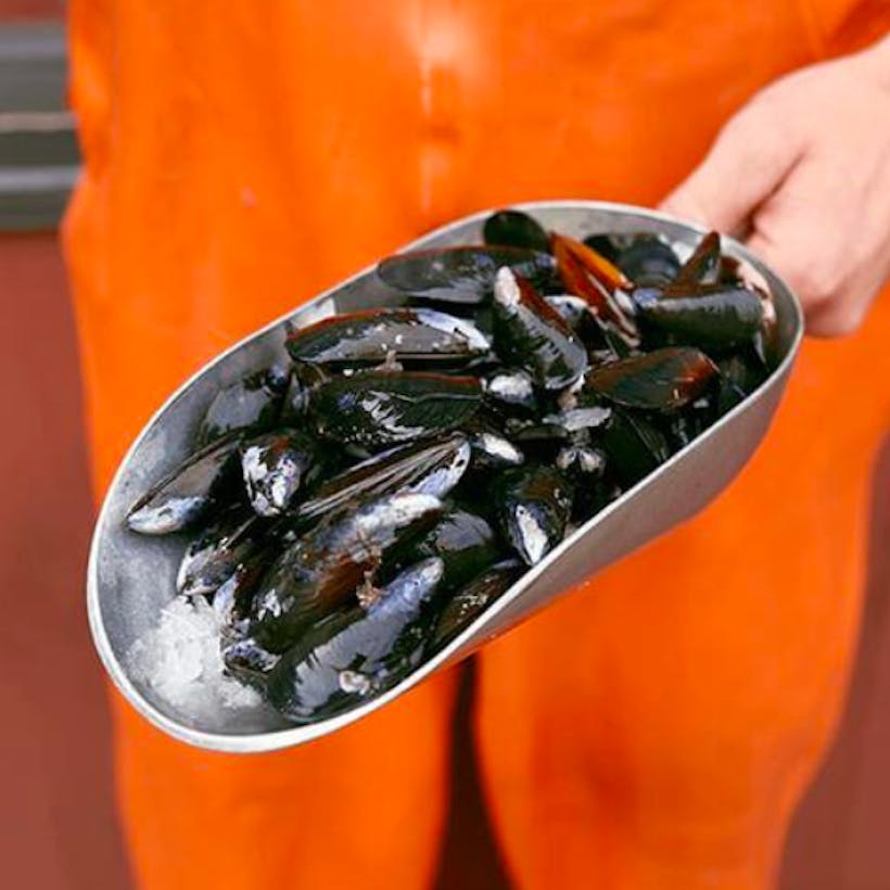 Live Mussels by the pound- Penn Cove, WA