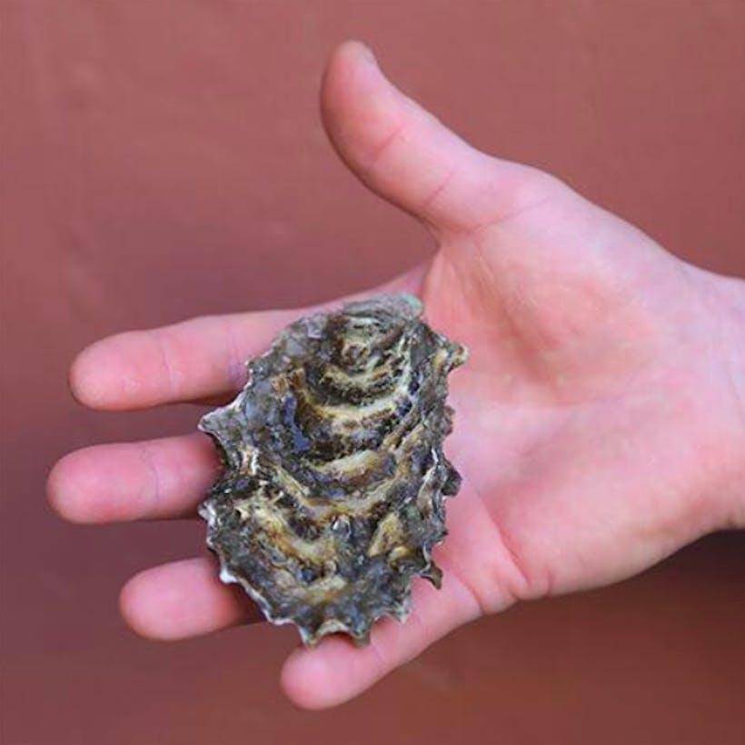 Live Treasure Cove Oysters by the dozen