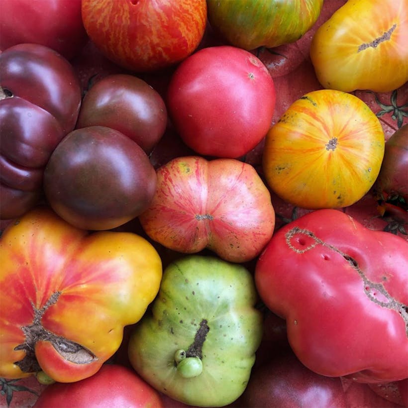 Oversized Heirloom Tomato Variety - 4 Pack