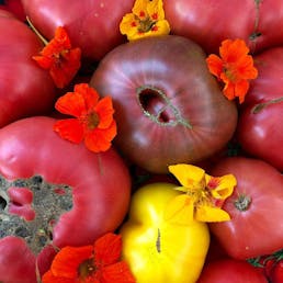 Oversized Heirloom Tomato Variety - 4 Pack