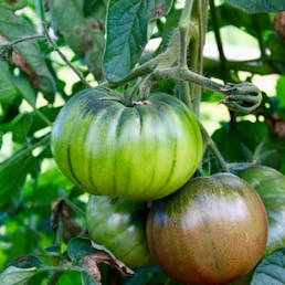 Oversized Heirloom Tomato Variety - 4 Pack