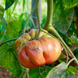 Oversized Heirloom Tomato Variety - 4 Pack