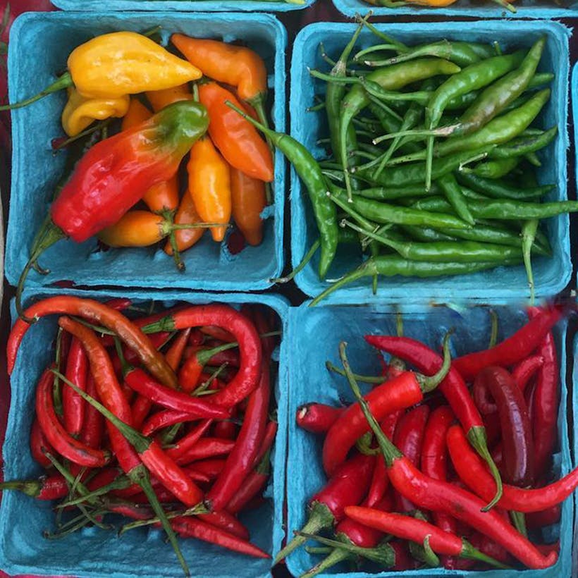 Heirloom Chile Pepper Variety Pack - 4 Pints