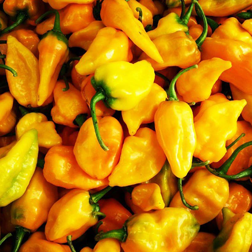 Heirloom Grenada Seasoning Peppers - 4 Pints