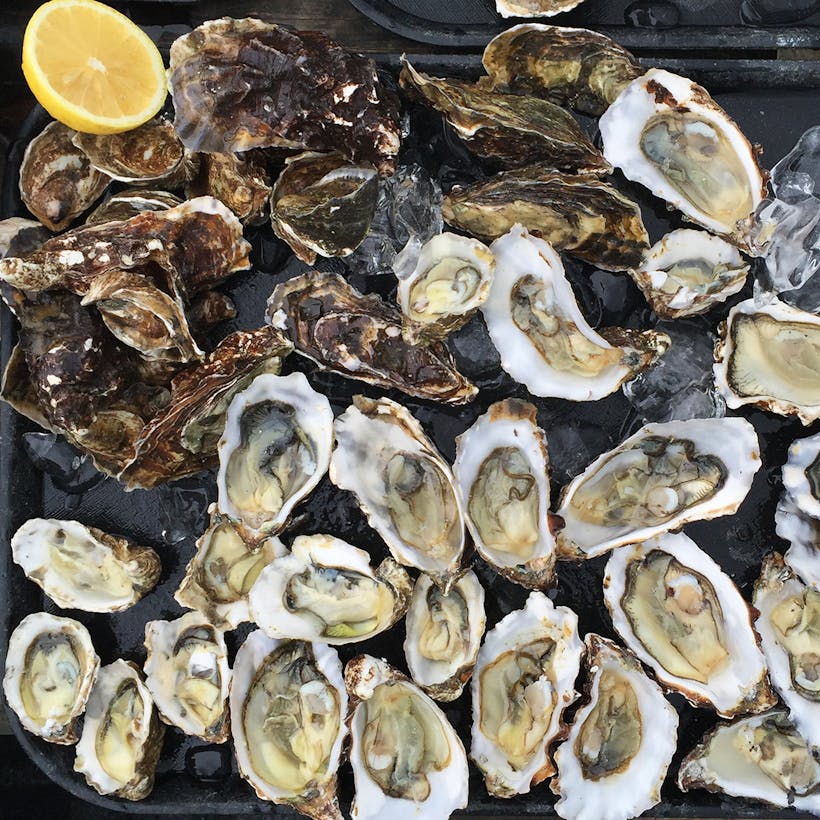 Rappahannock River Oysters - 100 count